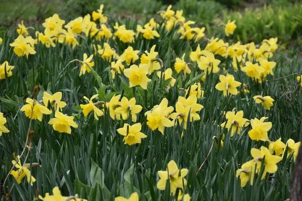 Baharda nergisler bahçede, Sainte-Apolline, Qubec, Kanada
