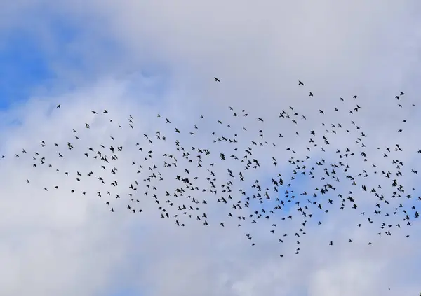 Sonbaharda bir kuş sürüsü, Sainte-Apolline, Qubec, Kanada