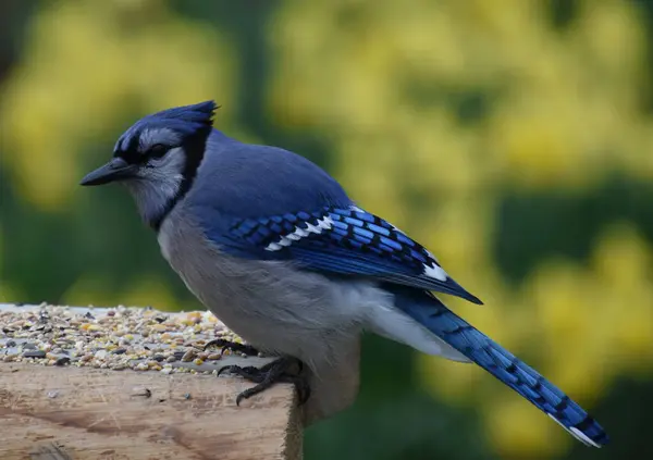 Besleyicide mavi bir alakarga, Sainte-Apolline, Qubec, Kanada