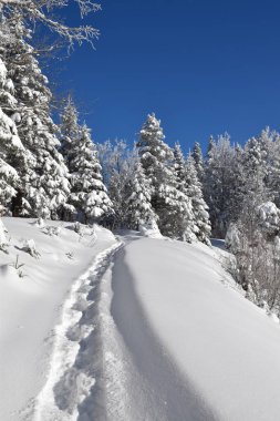 Fırtına sonrası karla kaplı bir orman, Sainte-Apolline, Qubec, Kanada