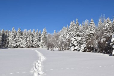 Footprints in the snow, Sainte-Apolline, Qubec, Canada clipart