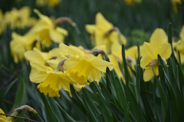 Bahçedeki ilk nergisler, Sainte-Apolline, Qubec, Kanada