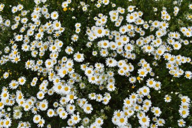 Çiçekli papatya tarlası, Sainte-Apolline, Qubec, Kanada