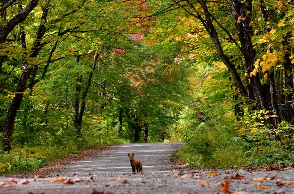 Sonbaharda ıssız bir yol, Sante-Apolline, Qubec, Kanada