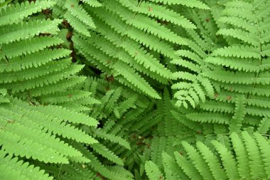 Bahçede eğrelti otları, Sainte-Apolline, Qubec, Kanada