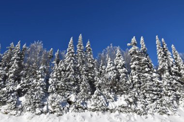 Fırtına sonrası karla kaplı bir orman, Sainte-Apolline, Qubec, Kanada