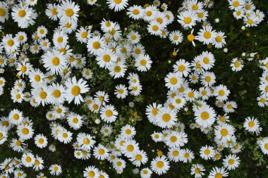 A field of daisies in bloom, Sainte-Apolline, Qubec, Canada clipart