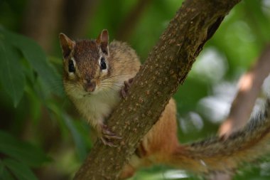 A squirrel in the garden, Sainte-Apolline, Qubec, Canada clipart