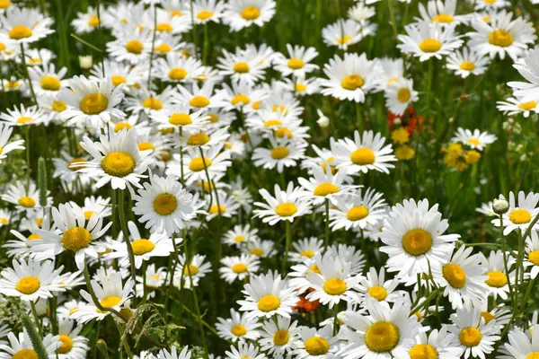 Çiçek açmış papatya tarlası, Sainte-Apolline, Qubec, Kanada