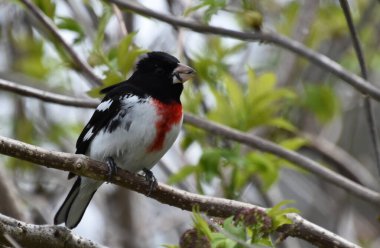 A cardinal in the garden, Sainte-Apolline, Qubec, Canada clipart