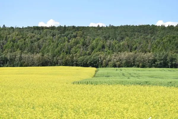 Yazın ekilen tarlalar, Qubec, Kanada