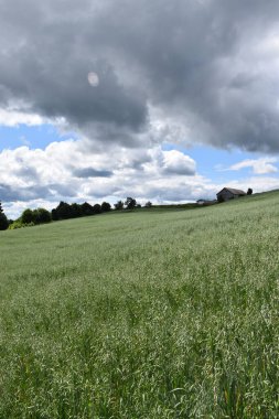 A field of oats in summer, Sainte-Apolline, Qubec, Canada clipart