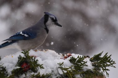 Kışın mavi bir karga, Sainte-Apolline, Qubec, Kanada