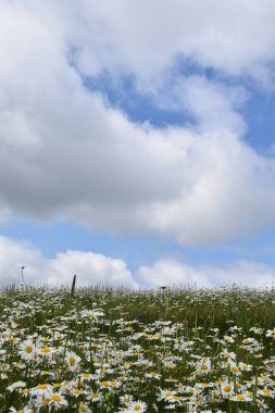 A field of daisies in bloom, Sainte-Apolline, Qubec, Canada clipart