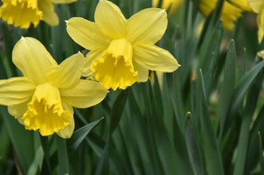 Baharda nergisler bahçede, Sainte-Apolline, Qubec, Kanada