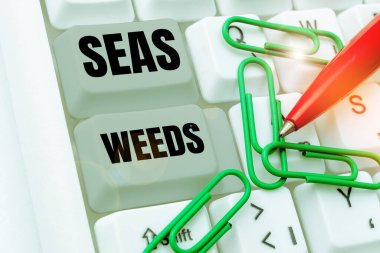 Writing displaying text Sea Weeds, Business approach Large algae growing in the sea or ocean Marine plants flora