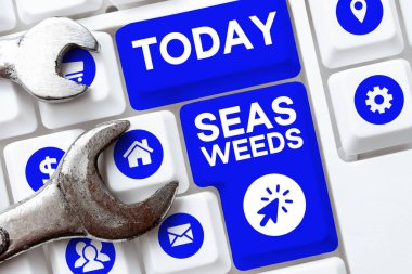 Writing displaying text Sea Weeds, Concept meaning Large algae growing in the sea or ocean Marine plants flora