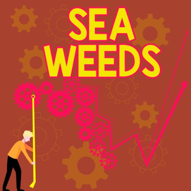 El yazısı Deniz Otu, iş fikri. Deniz veya okyanus bitkilerinde büyüyen büyük yosunlar.