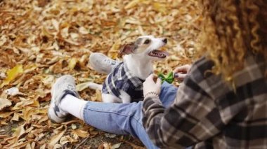 Genç kız sonbahar parkında Jack Russell Terrier 'a papyon takıyor. Şık kıyafetler giyiyor..