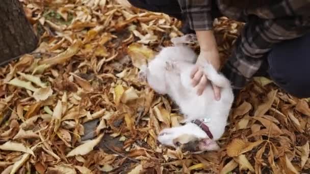 Nerozpoznatelná Žena Hraje Hladí Svého Jack Russell Teriér Podzimním Parku — Stock video