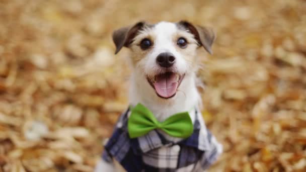 在秋天的公园里 小狗杰克罗素穿着时髦的衣服 脖子上戴着一条绿色领带 — 图库视频影像