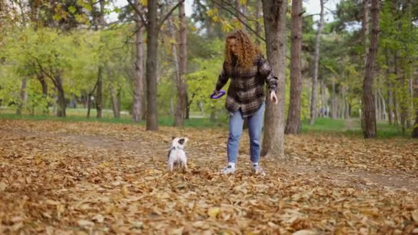 Jack Russell Terrier Inı Eğiten Genç Bir Kadın Lastik Halkayı — Stok video