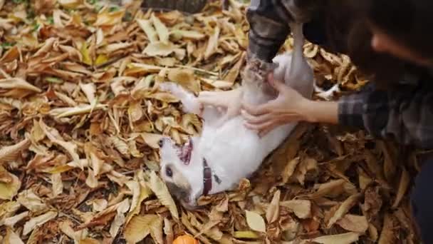 Žena Hraje Lechtá Svého Jack Russell Teriér Podzimním Parku — Stock video