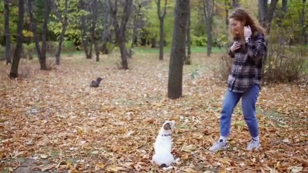 Jovem Mulher Treinando Seu Jack Russell Terrier Natureza Pedindo Para — Vídeo de Stock