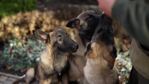 Mixed Breed German Shepherd Dogs Having Treats Owner — Stockvideo