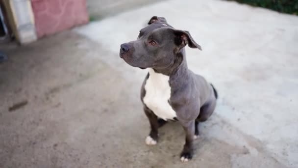 Blue Pitbull White Collar Looking Camera Outdoors — Stockvideo