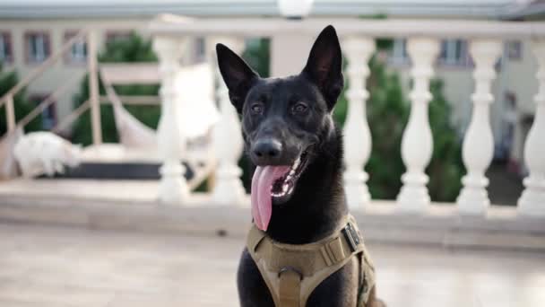Cute Black Service Dog German Shepherd Service Collar — Stockvideo