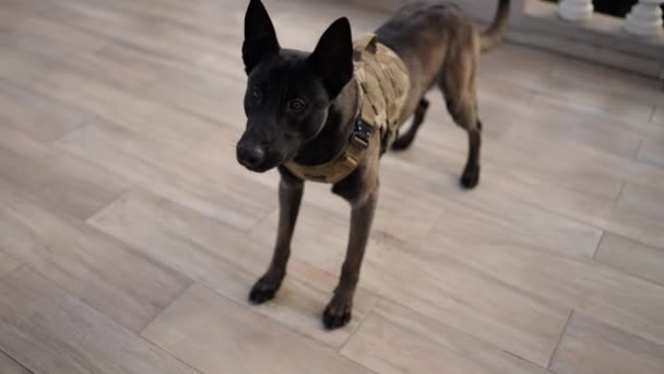Black Service Dog German Shepherd Service Collar Commands — Video