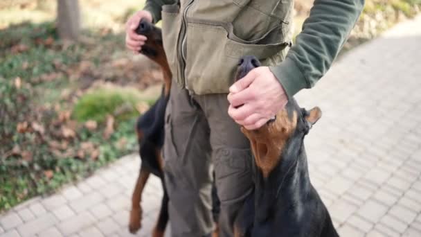 Unrecognizable Man Walk Two Dobermans Country House Giving Them Treats — 图库视频影像