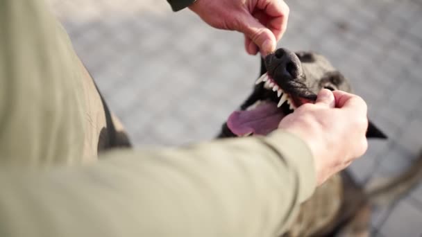 Man Pet Owner Checking His Shepherd Breed Dog Teeth Cavity — Stockvideo