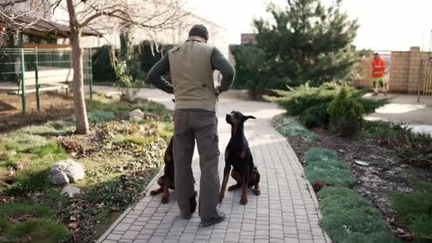 Rear View Man Two Dobermans Country House Giving Them Treats — Stockvideo