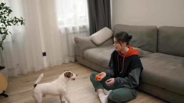 Lemmikkieläinten Omistaja Pelaa Palloa Hänen Ihana Terrieri Kotona — kuvapankkivideo