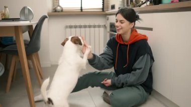 Jack Russell Terrier recieving treats from its owners hands.