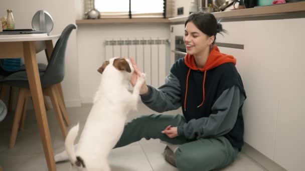 Jack Russell Terrier Recieving Kohtelee Sen Omistajat Käsissä — kuvapankkivideo