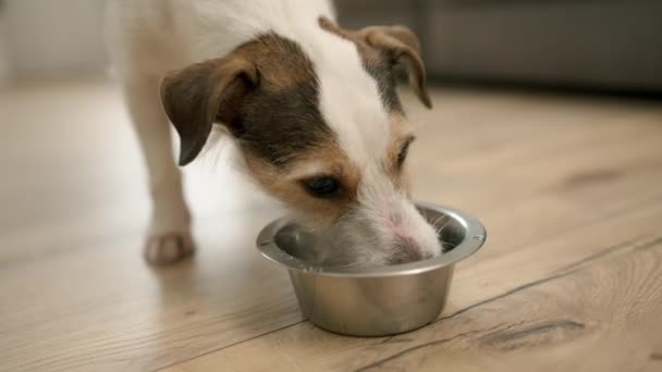 Funny Jack Russell Terrier Drinking Water Bowl Home — Stock video