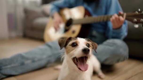 Portrait Terrier Dog His Owner Lovely Girl Play Guitar Background — Stock video