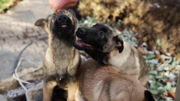 Mixed Breed German Shepherd Dogs Having Treats Owner Slow Motion — Video