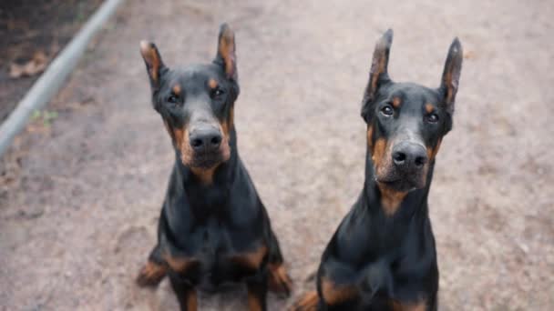 Portrait Two Doberman Dogs Outdoors Looking Camera — Video