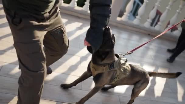 Cynologist Dog Bites Clings Criminals Hand Training Outdoors — Stockvideo