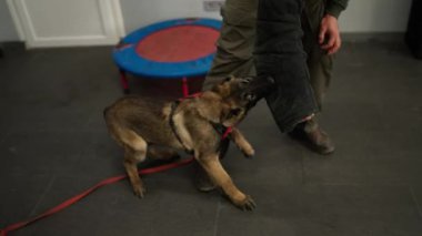 Shepherd dogs attack, bite and cling the criminals hand during military training.