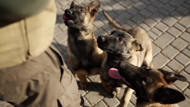 Mixed Breed German Shepherd Dogs Waiting Treats Owner — Video
