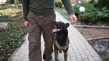 Cropped view a man walks by house yard with service dog in military protective collar.