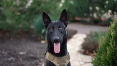 Parkta hizmet tasması takan sevimli zenci köpek Alman çoban köpeği..