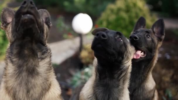 混合品種の肖像 ドイツの羊飼いの犬屋外 — ストック動画