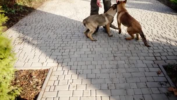 Mixed Breed German Shepherd Dogs Greeting Owner Yard — Video
