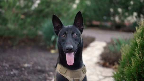 Cute Czarny Serwis Pies Owczarek Niemiecki Służbie Kołnierz Parku — Wideo stockowe